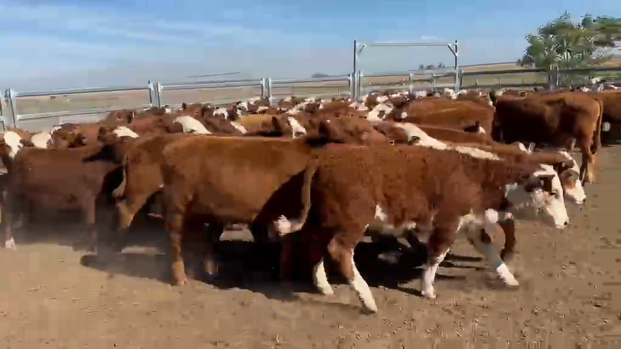 Lote 80 Terneros/as en Corrientes, Paso de Los Libres