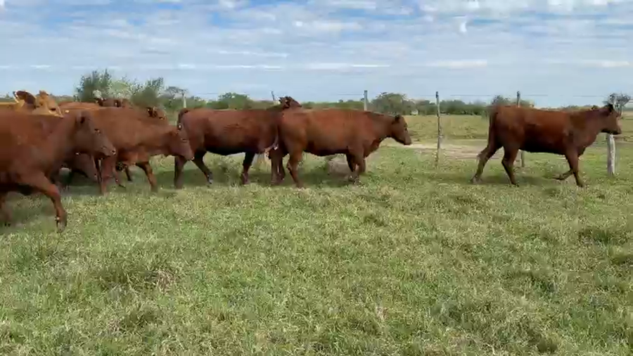 Lote 50 Vaquillonas c/garantía de preñez  en Corrientes, Mercedes