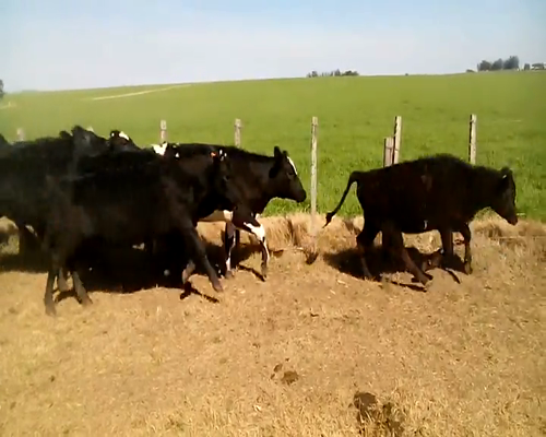 Lote 18 Vaquillonas en Colonia