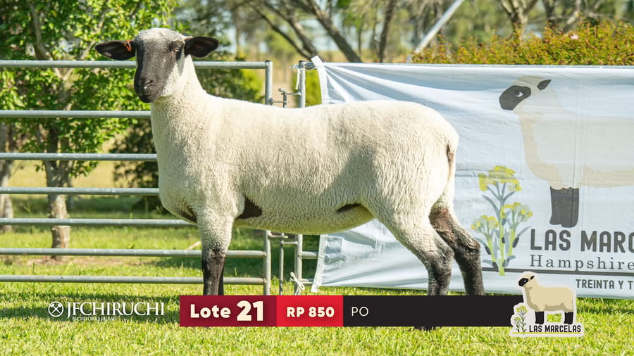 Lote LOTE 21