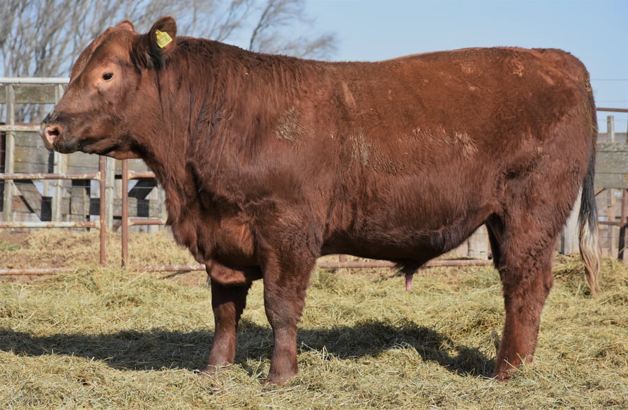 Lote TOROS (Corral 5)