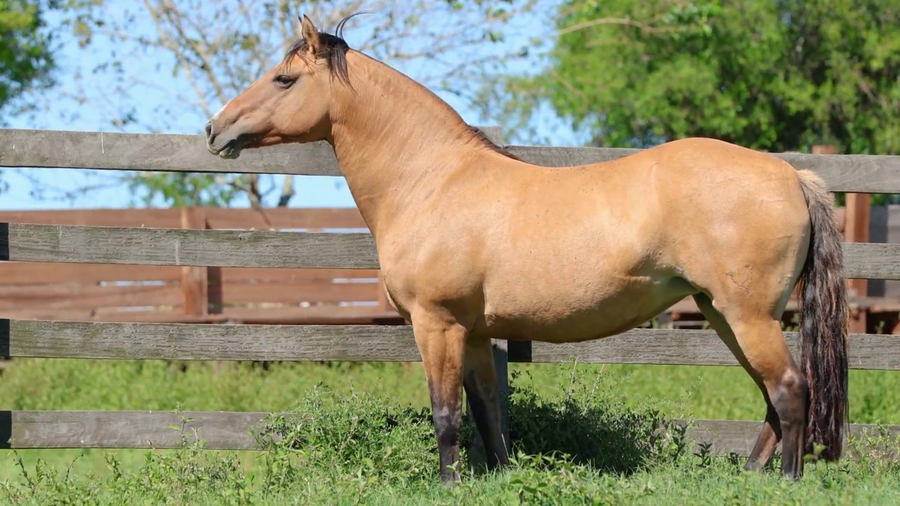 Lote GALANA DE LA RESERVA