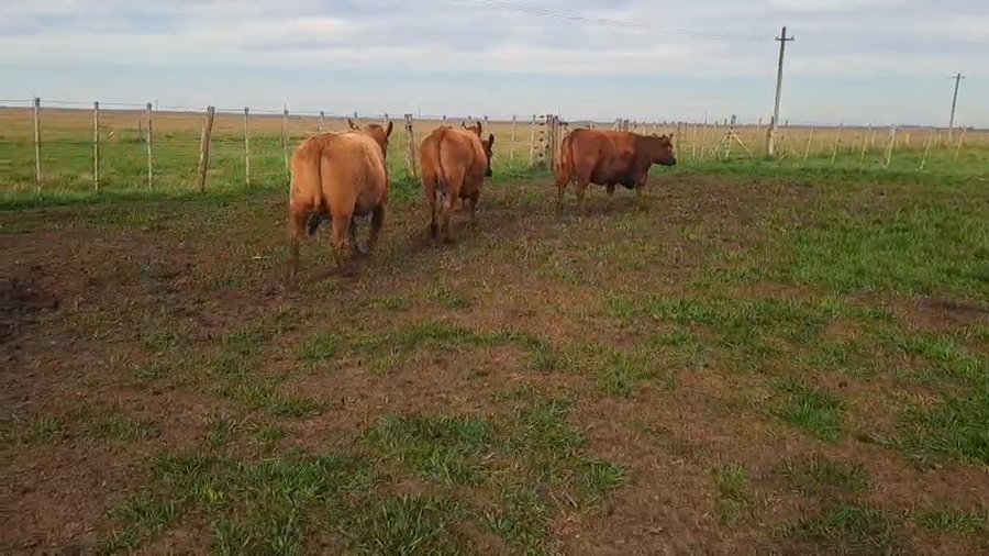 Lote 33 Vacas faena en Castelli, Buenos Aires