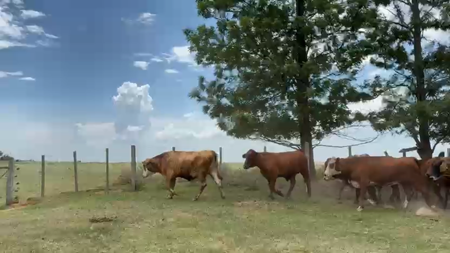 Lote 40 Novillitos/Novillos en Corrientes, Curuzu Cuatia