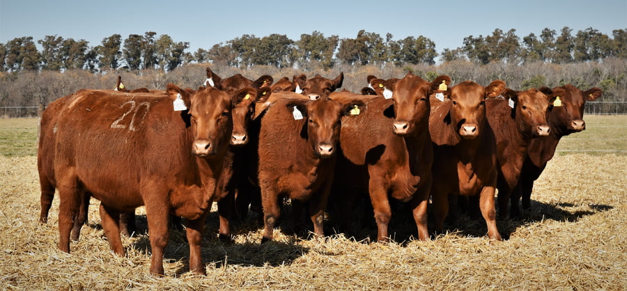 Lote Vaquillonas Angus PC Otoño