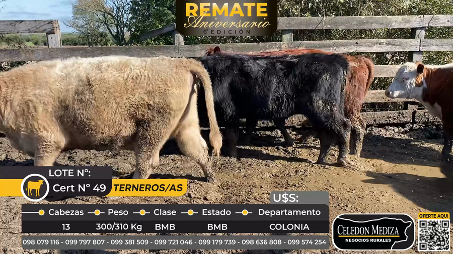 Lote 13 Terneros y Terneras en Colonia