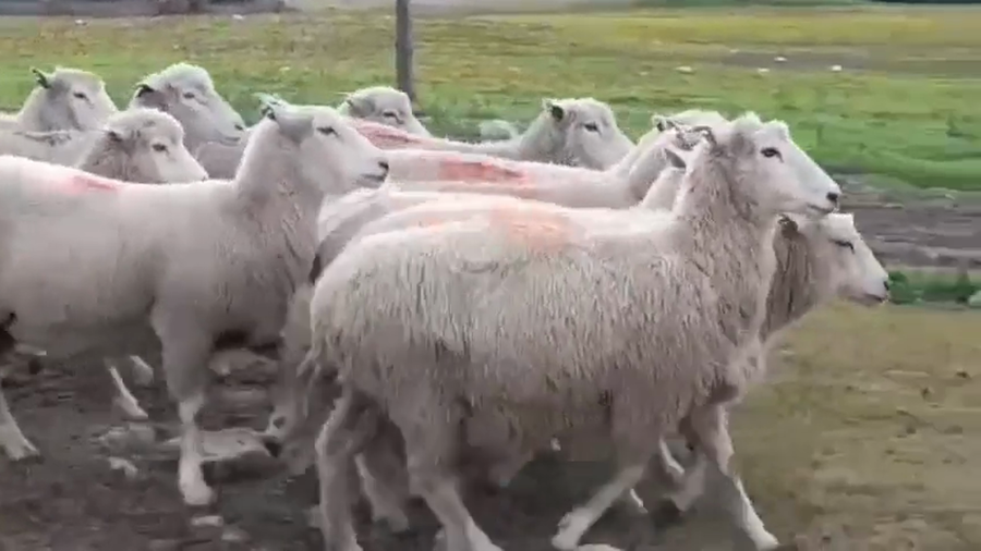 Lote (Vendido)12 Ovejas Highlander a remate en #45 Pantalla Carmelo  65kg -  en Barker