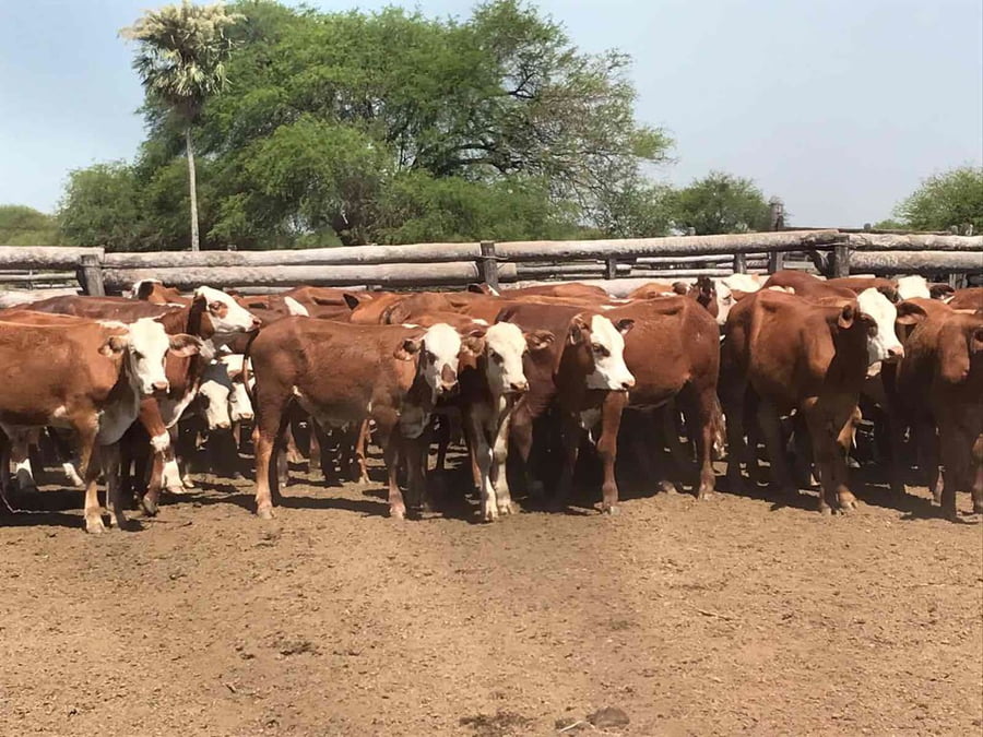 Lote 110 Terneros en Riacho He-He, Formosa