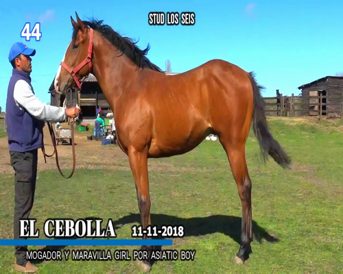 Lote EL CEBOLLA