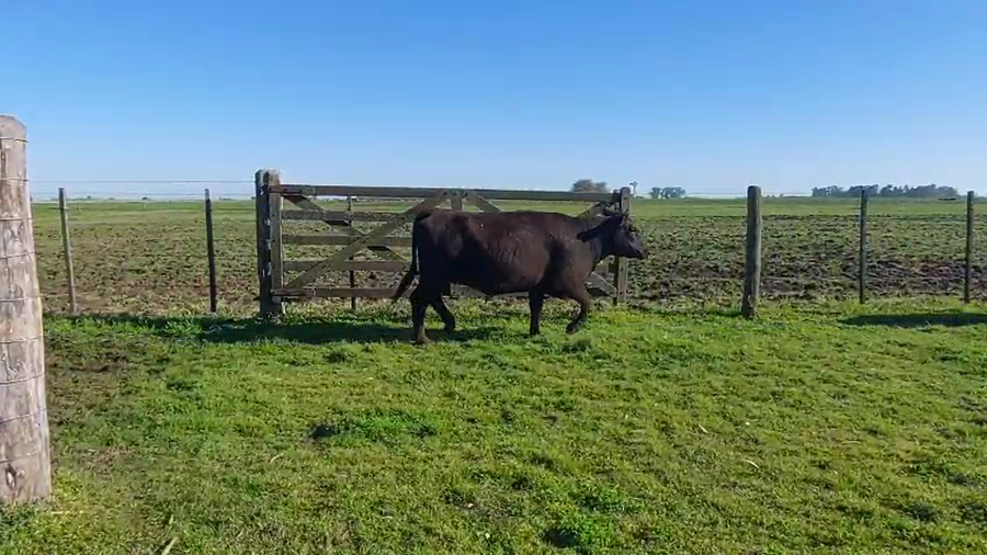Lote 29 Vacas nuevas Preñadas en Buenos Aires, Ranchos