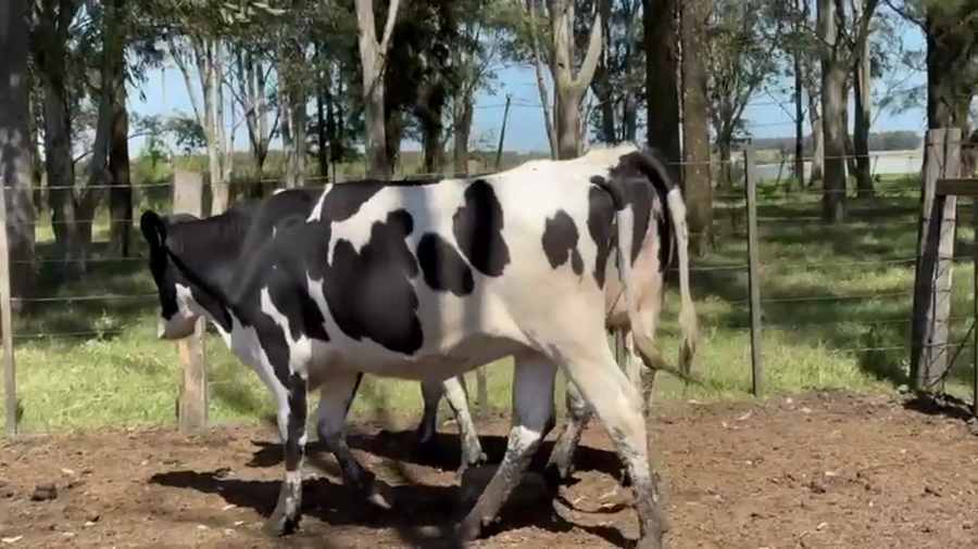 Lote 2 Vaquillonas  a remate en Pantalla Camy 470kg - , San José