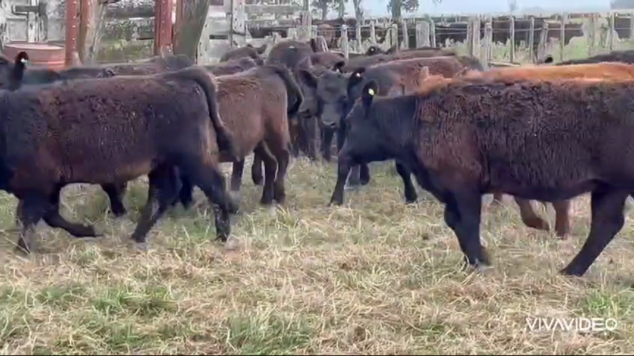 Lote 120 Terneras en Brandsen, Buenos Aires