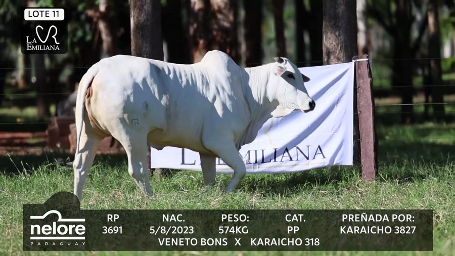Lote LOTE 11