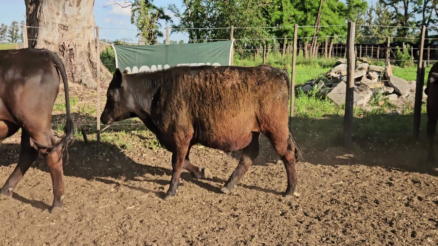 Lote 50 Novillitos EN BOLIVAR