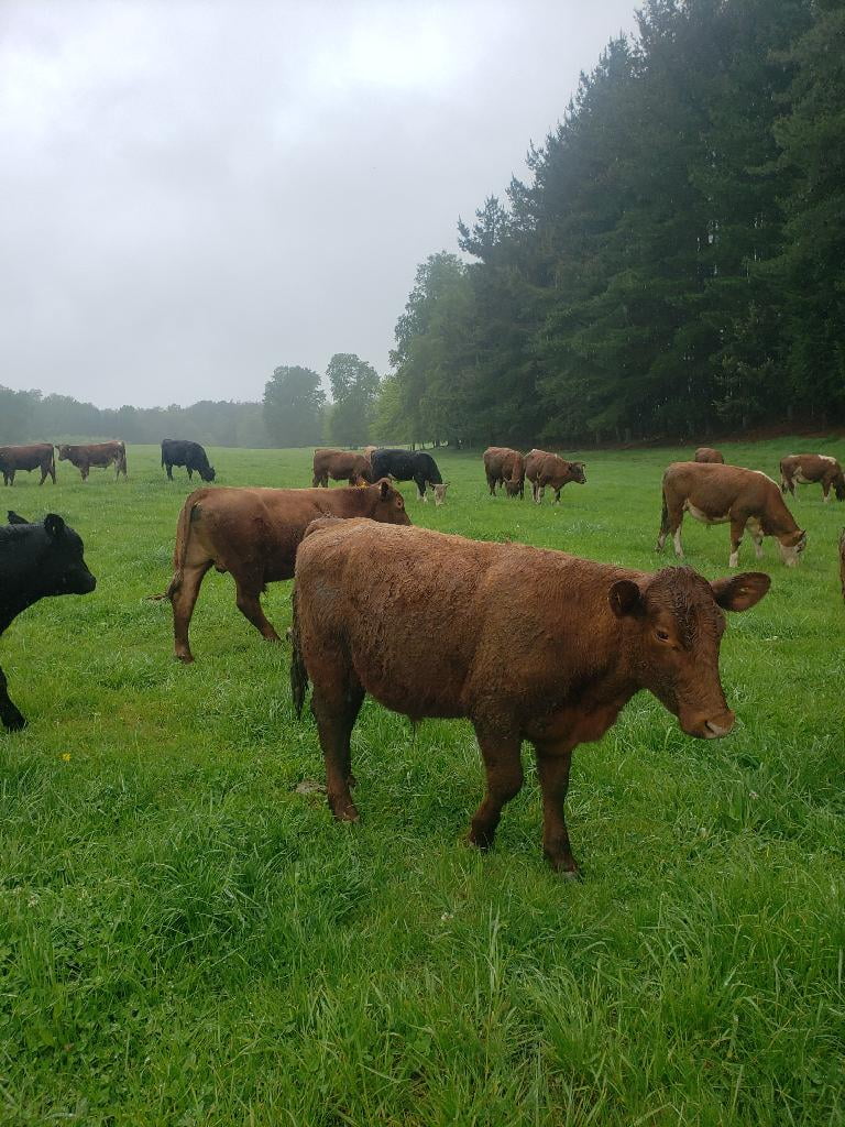 Lote 45 Ternero en Cunco, IX Región Araucanía