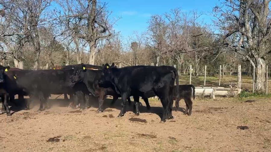 Lote 10 Vacas CUT preñadas