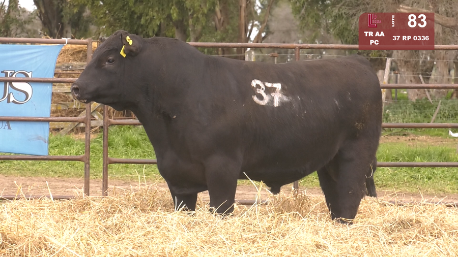 Lote TOROS ANGUS NEGROS  PC