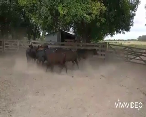 Lote 14 Vaquillonas en Brandsen, Buenos Aires