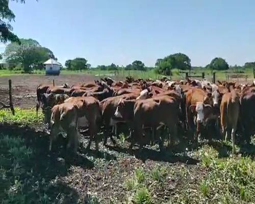 Lote 100 Terneras en Gral. San Martín, Chaco