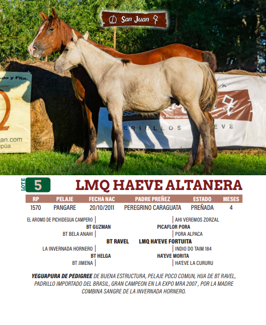 Lote LOTE 5