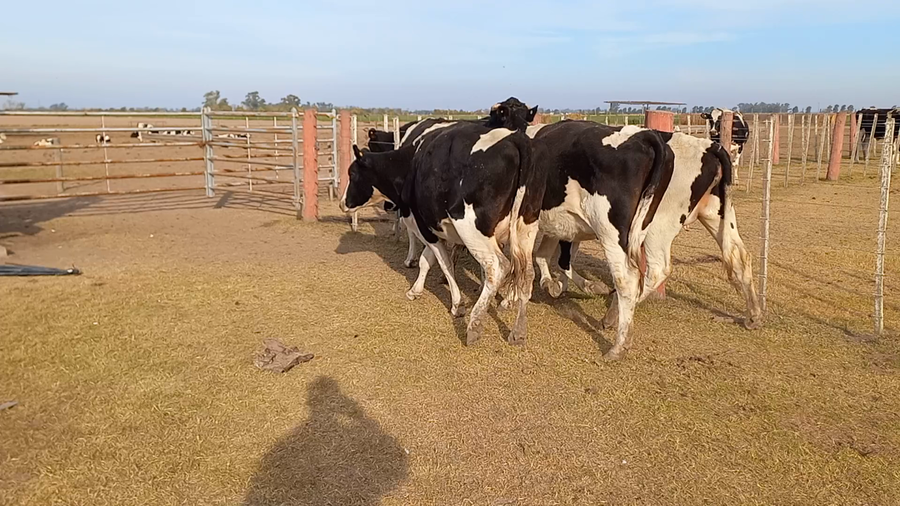 Lote 4 Vaquillonas preñadas Holando Argentino en Brinkmann, Córdoba