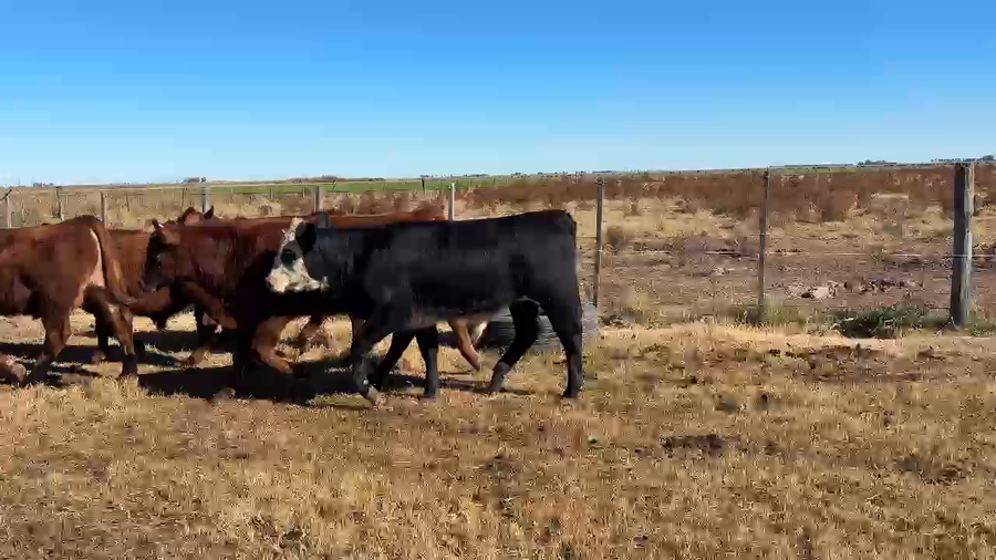 Lote 49 Terneros en Córdoba, Laboulaye
