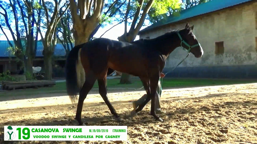 Lote CASANOVA SWINGE