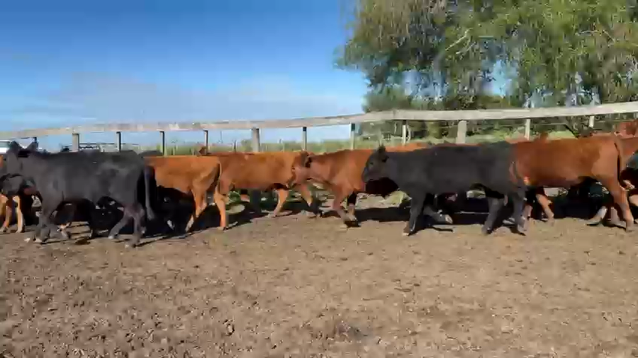 Lote 54 Novillos en Entre Ríos, Villaguay