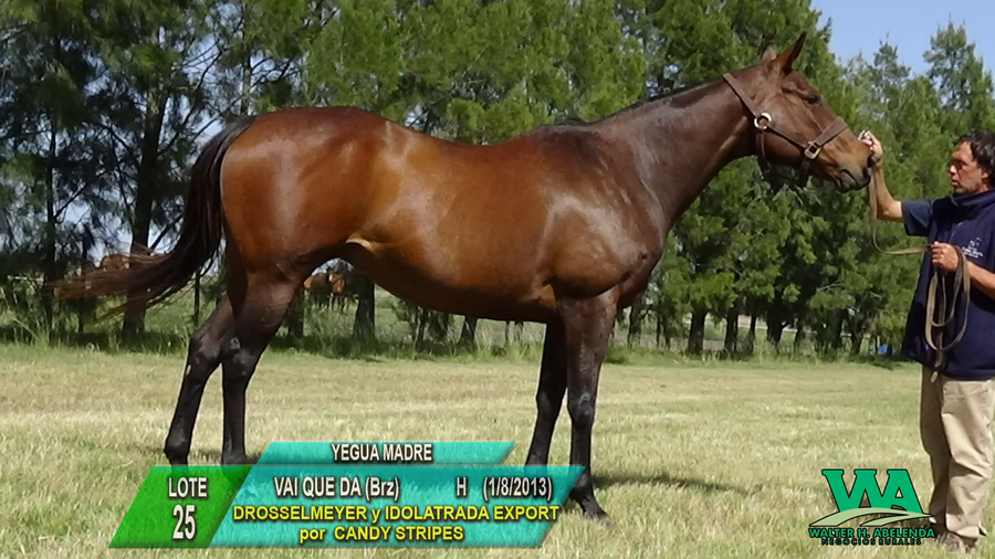 Lote VAI QUE DA (Brz)