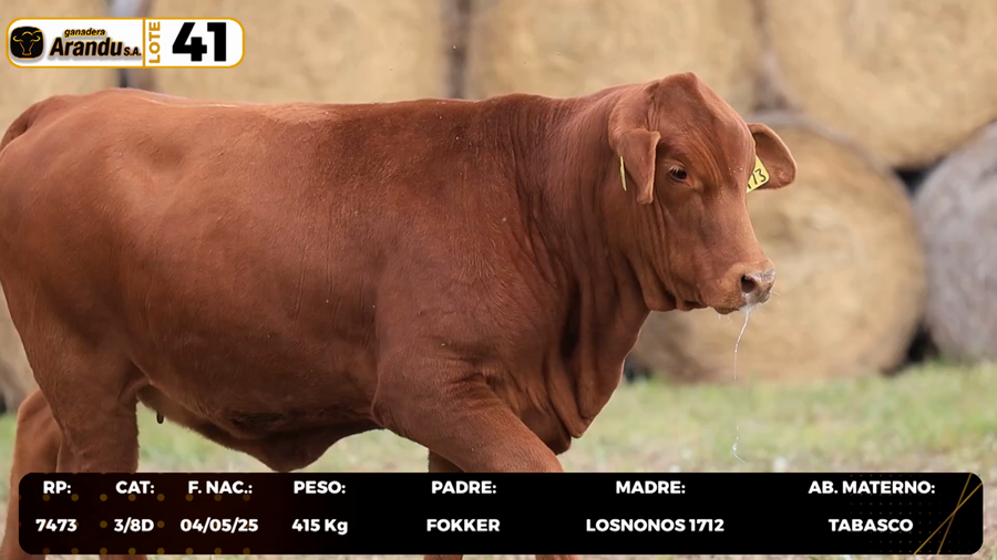 Lote LOTE 41