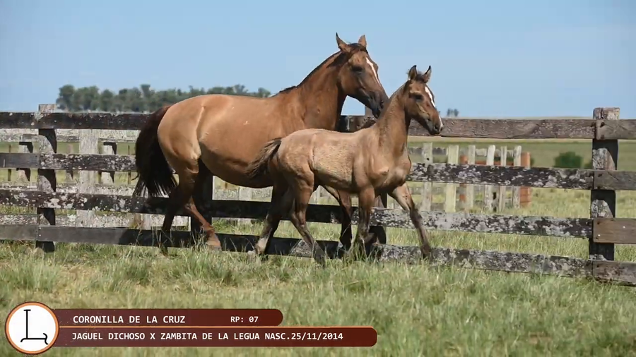 Lote CORONILLA DE LA CRUZ
