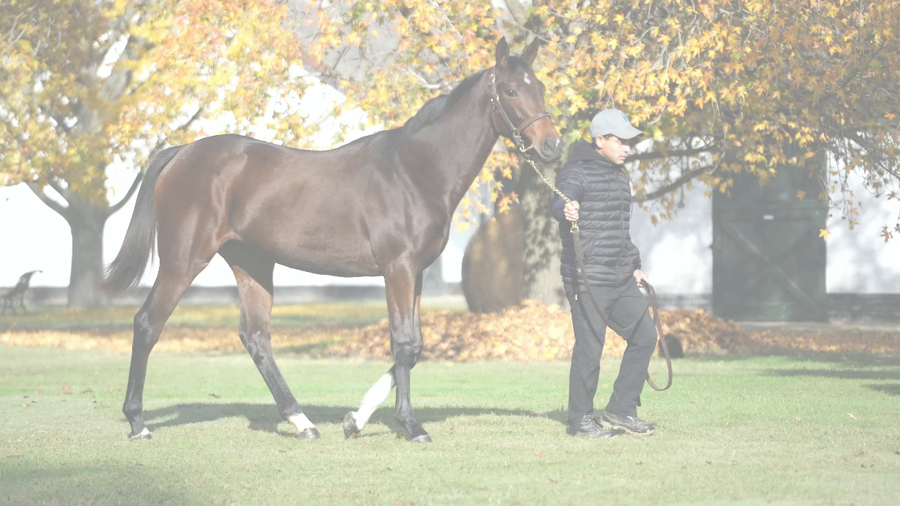 Lote TREMENDA SOS (GIDU - TREGURA)