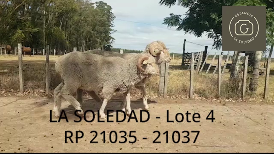 Lote Lote 4 La Soledad