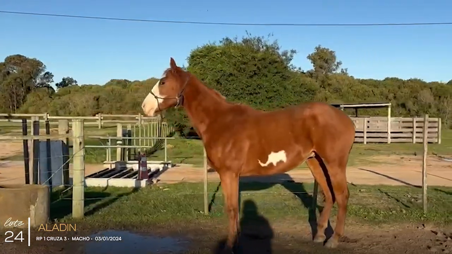 Lote ALADIN