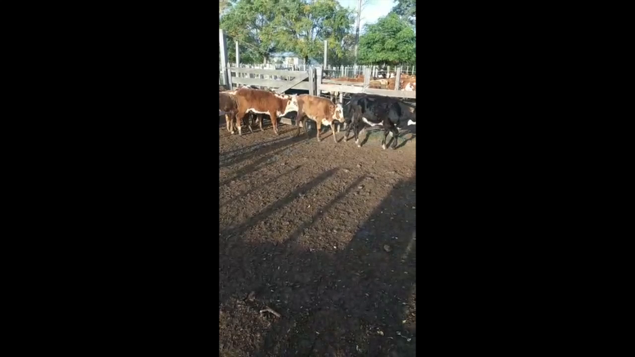 Lote 8 Terneras Cruza Carnicera a remate en PARADA DEL TERNERO 180kg -  en Parada fariña