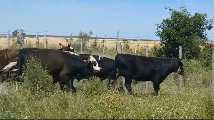 Lote (Vendido)6 Terneros AA/ NO - HE/ NO a remate en #39 Pantalla Carmelo 220kg -  en COLONIA LARRAÑAGA