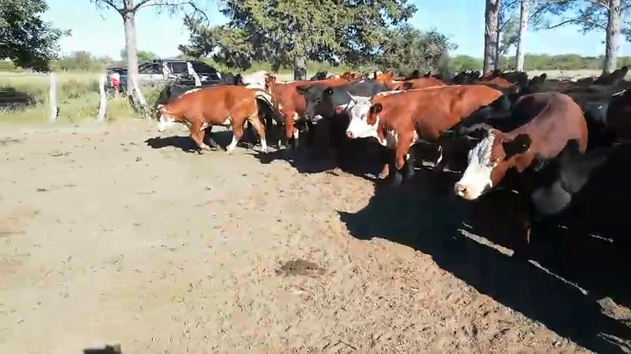 Lote 59 Novillos en Federal, Entre Ríos