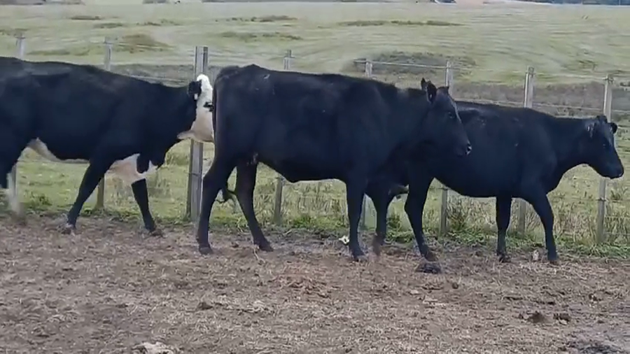 Lote (Vendido)5 Vacas de Invernada Cruzas AA a remate en #45 Pantalla Carmelo  390kg -  en Sierras de Mahoma