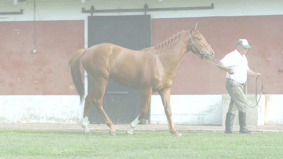 Lote RUGBIER BOY (SUGGESTIVE BOY -  SALLY MASH)