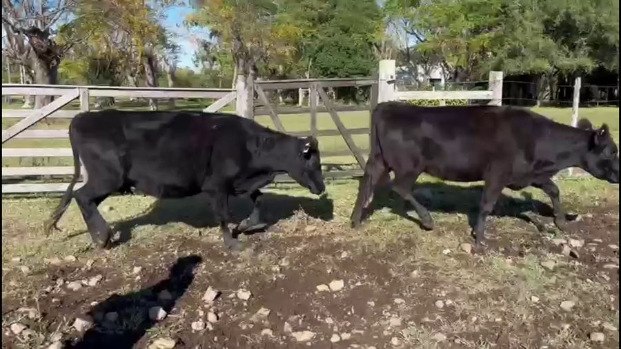 Lote VACAS PREÑADAS