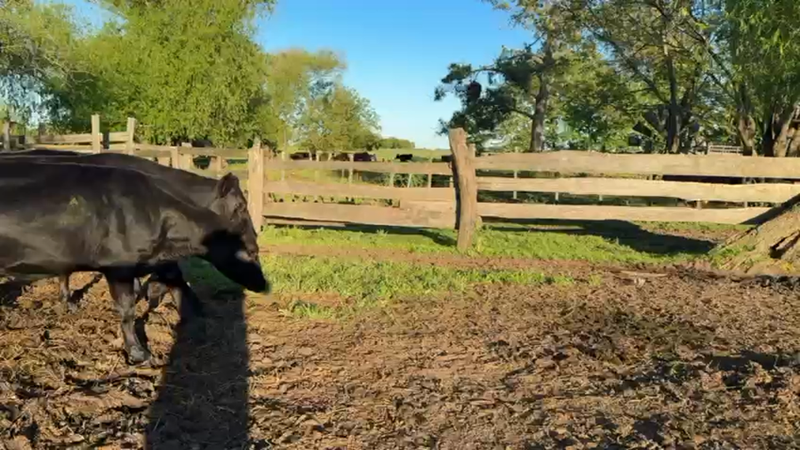 Lote VAQUILLONAS 1 a 2 AÑOS