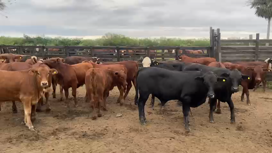 Lote 110 Terneros/as