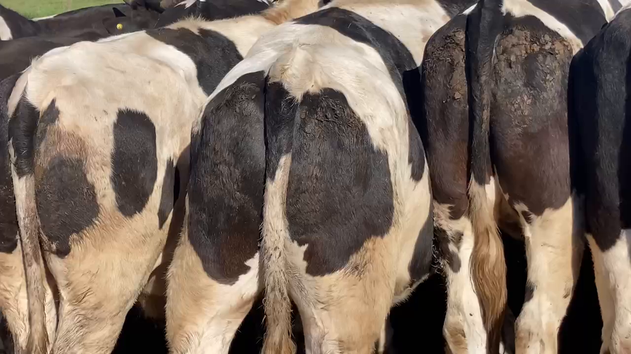 Lote 20 Novillo Gordo en Melipilla, Región Metropolitana