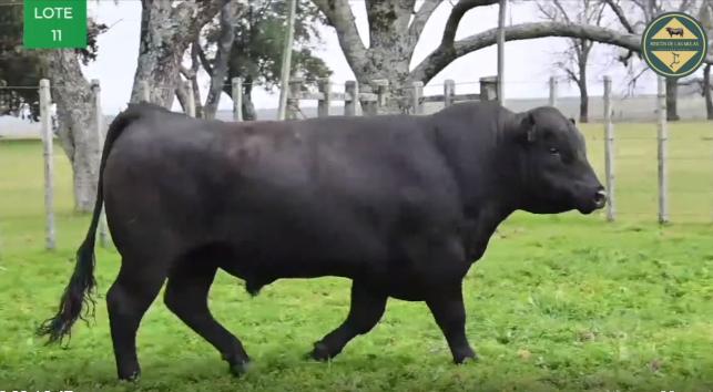 Lote TOROS RP 2661 2718 2720