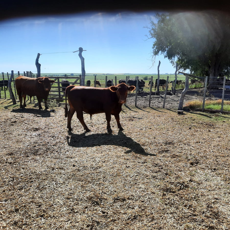Lote Toros Angus Buen Origen