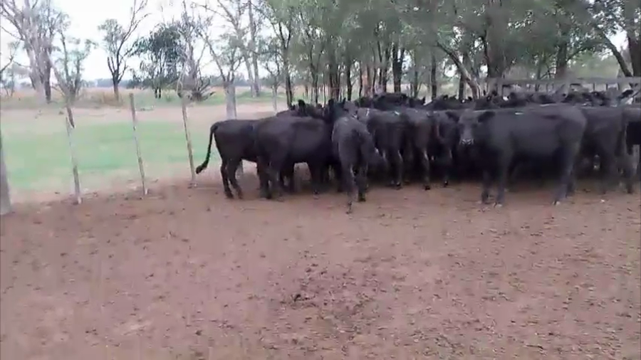 Lote 70 Terneros/as en Carhue