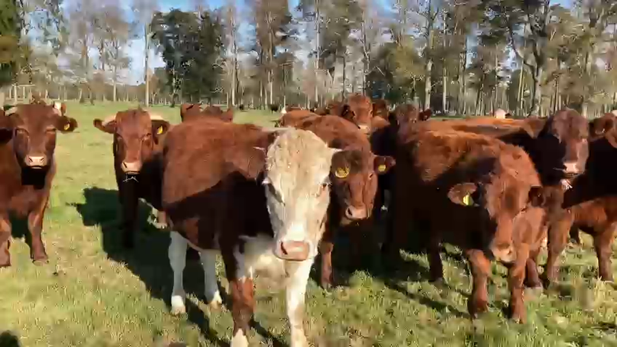 Lote 60 Novillo Engorda en Puyehue, X Región Los Lagos