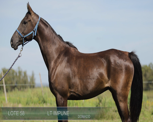 Lote LT IMPUNE