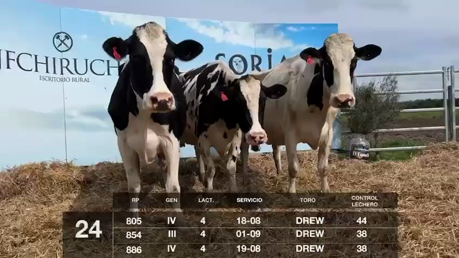 Lote VACAS EN PRODUCCIÓN CON SERVICIO