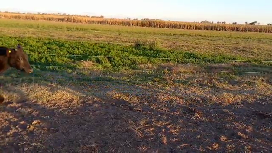 Lote 13 Terneros Holando Argentino en Pueblo Marini, Santa Fe